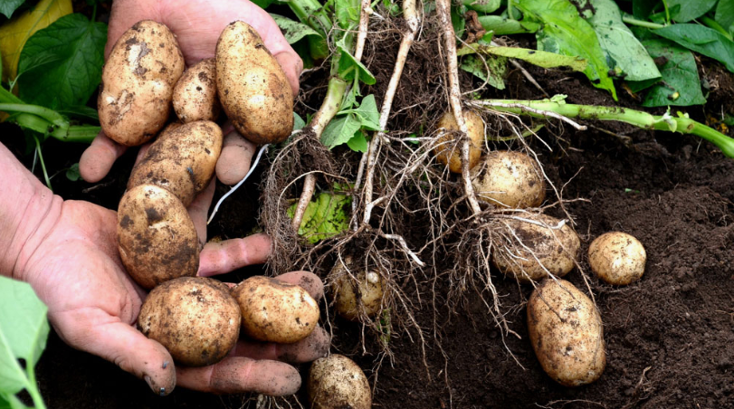 Can you plant shriveled potato seed potatoes