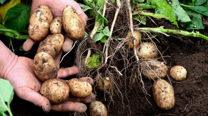 Do potatoes need to flower first in order to produce tubers