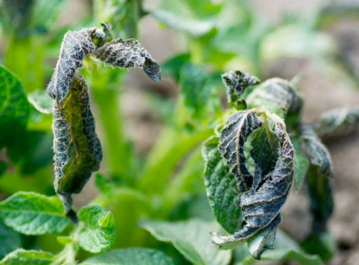 Will frost damage your potatoes
