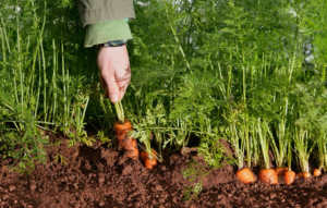 how to grow carrots in raised beds
