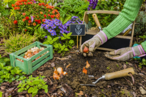 perennial onions to grow in your vegetable garden