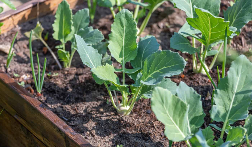7 reasons why your kohlrabi isnot forming a bulb