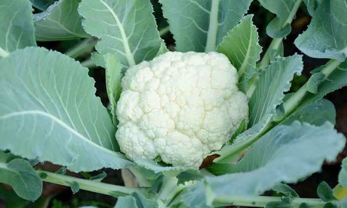 Are Cauliflower Stems Leaves Edible