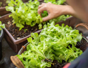 how many lettuce plants per person