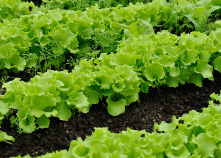 how many lettuce plants per person per season