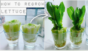 how to grow lettuce from scraps