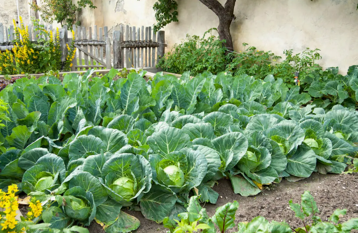 storing cabbage in a garden trench
