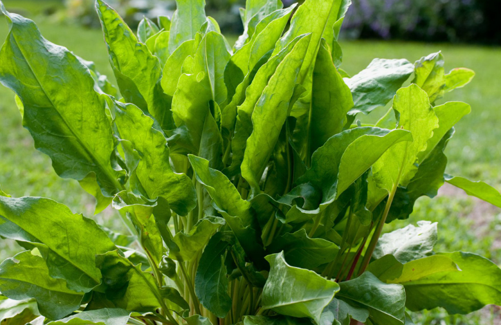 what to plant with sorrel