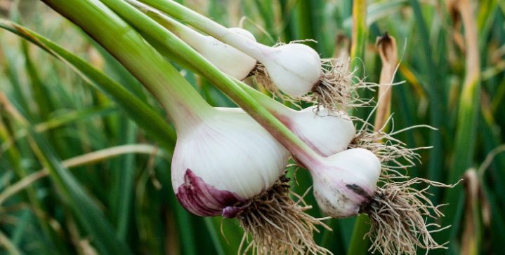 when to plant sprouted garlic