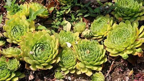 how to grow hens and chicks plants