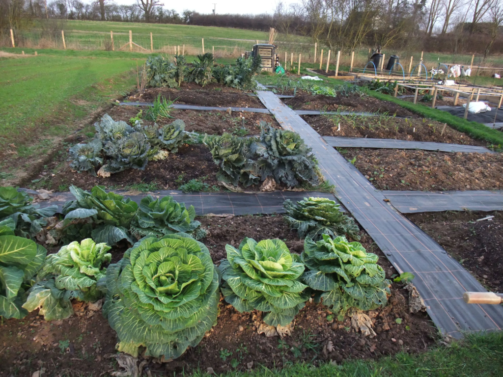 Why Opt For Allotment Gardening