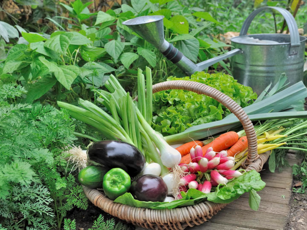 Gardening Tips for Vegetables