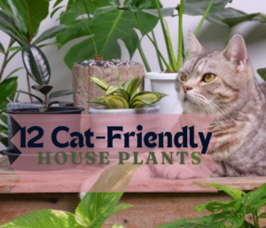 12 cat-friendly house plants