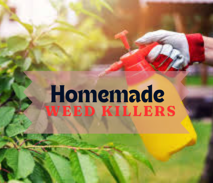 Homemade Weed Killer | Quick and Easy Recipes