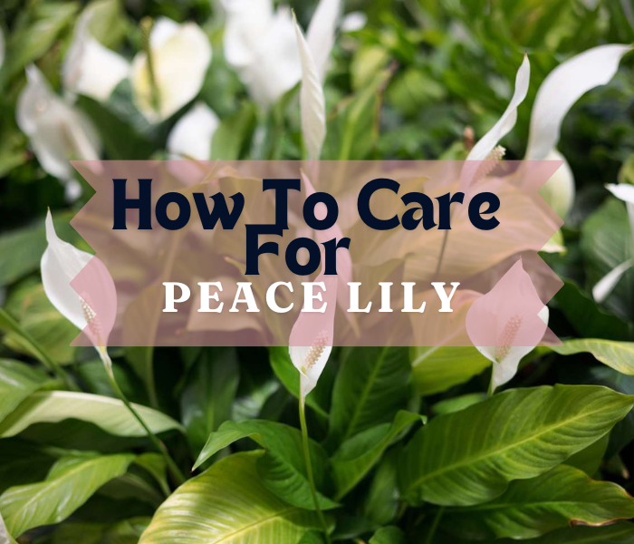 Peace Lily: How To Care For Peace Lily Plants