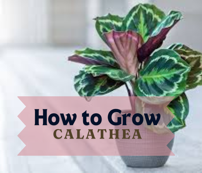 How to Grow Calathea | Care for Calathea