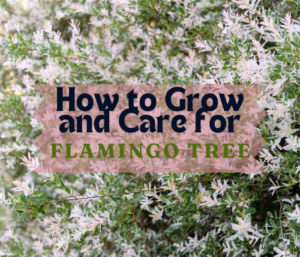How to Grow and Care for a Flamingo Tree