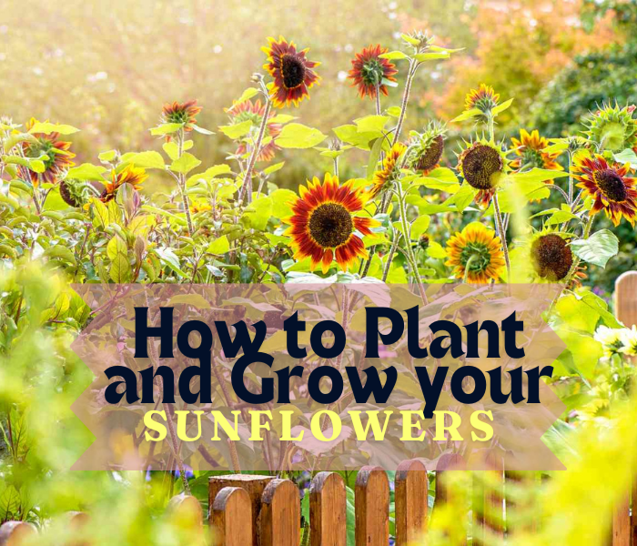 How to Plant and Grow Your Sunflowers | Sunflower Plants Guide