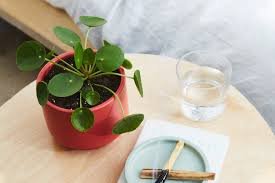 Caring For Pilea peperomiodes