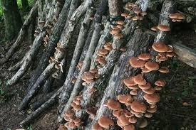 How to Grow Mushrooms on Logs