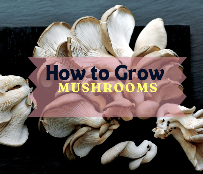 How to Grow Mushrooms