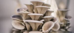 How to Grow Oyster Mushrooms