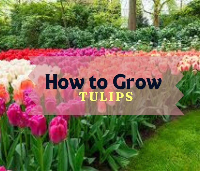 How to Grow Tulips