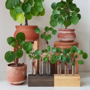 How to grow Pilea peperomioides