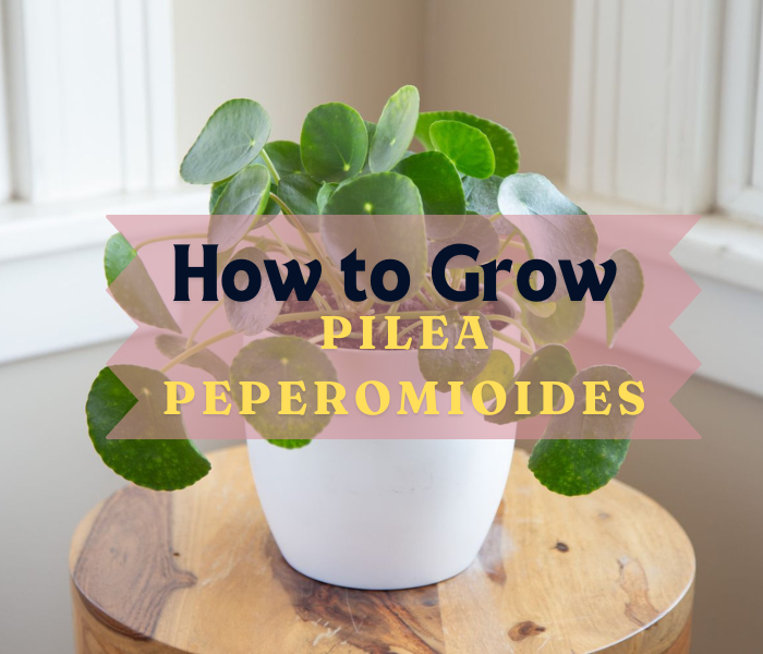 How to Grow Pilea Peperomioides