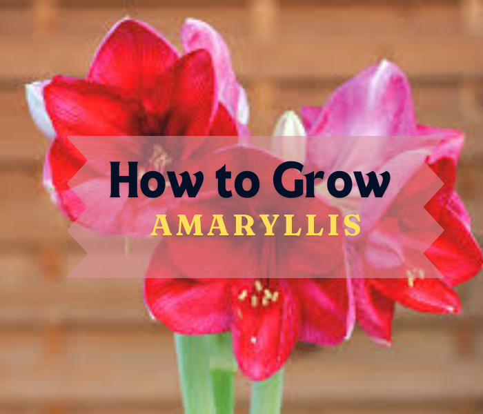 How to Grow Amaryllis