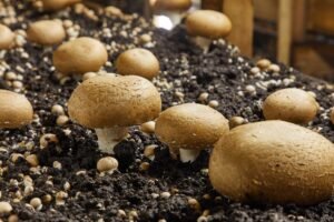 How to grow mushrooms