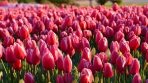 How to grow tulips