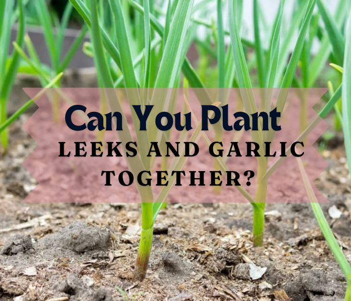 Can You Plant Leeks and Garlic Together?