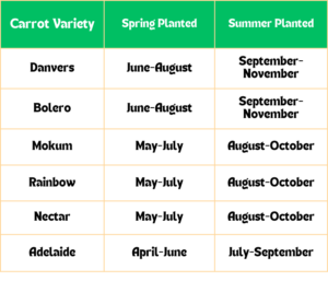 When Are Carrots Ready for Harvest_Table