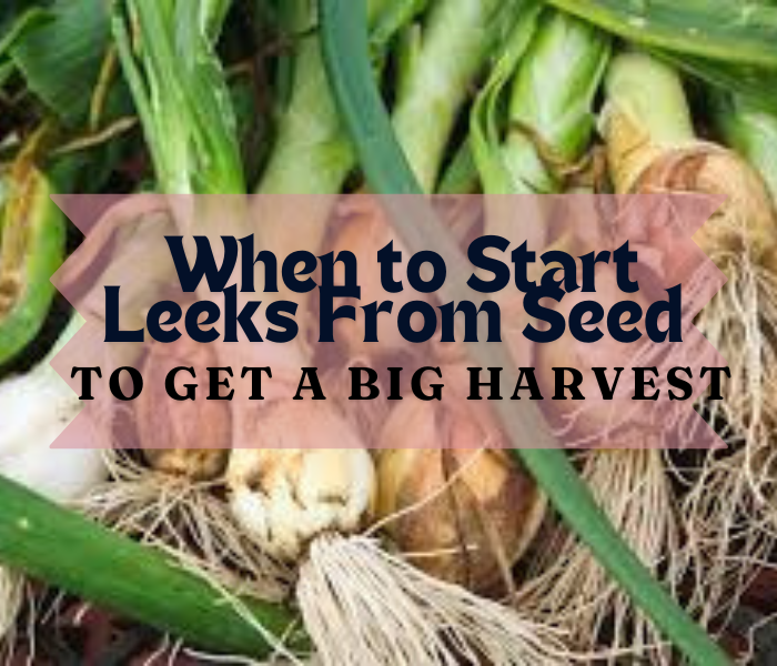 When To Sow Leeks Depending On Your Climate