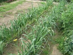 can you plant leeks and garlic together