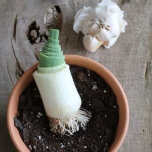 how to grow leeks and garlic together